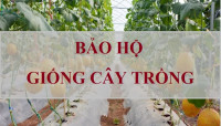 Trình tự, thủ tục cấp bằng bảo hộ giống cây trồng cấp trung ương thế nào? Thời gian giải quyết cấp bằng bảo hộ là bao lâu?